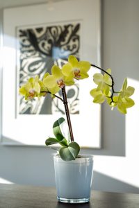 Houseplant in room