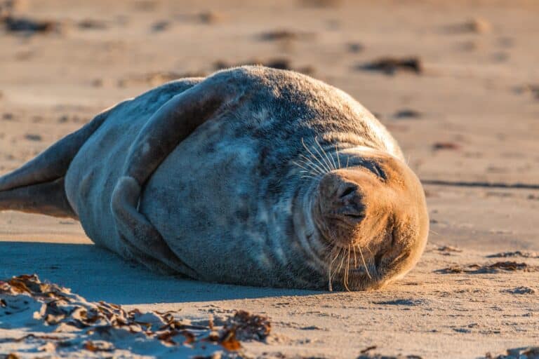 World Ocean Day